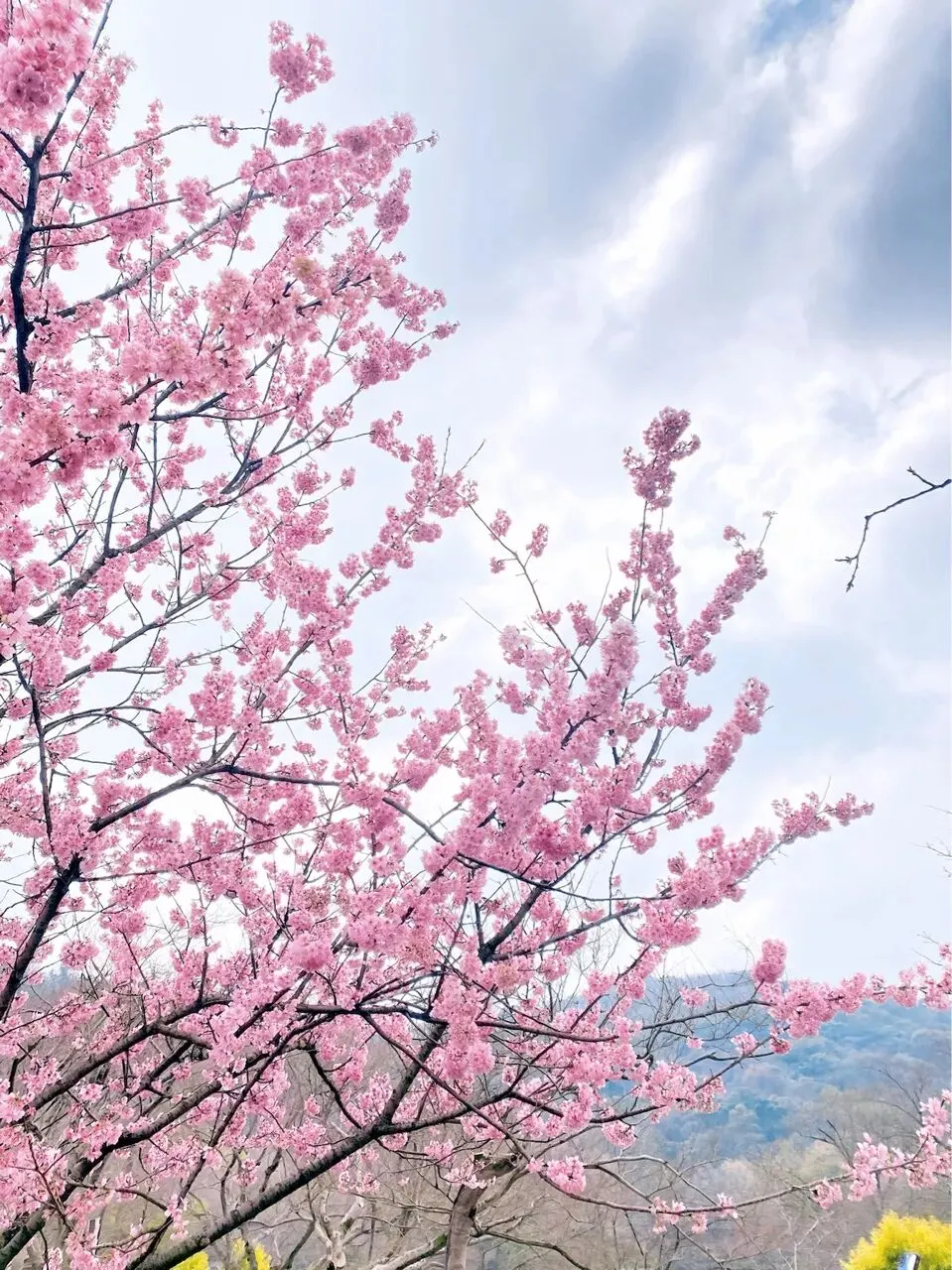 新昌两大景区,面向全国女性游客免门票!