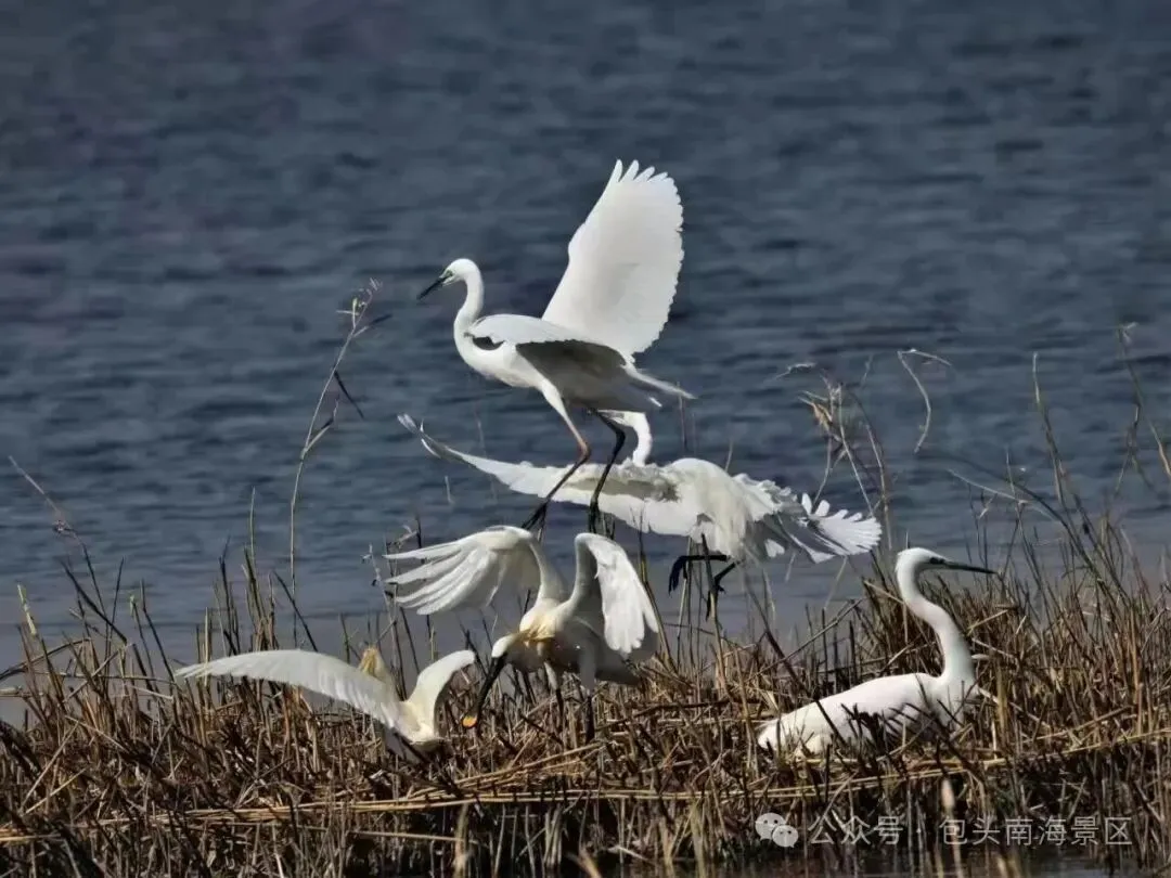 包头一景区迎来大量候鸟!