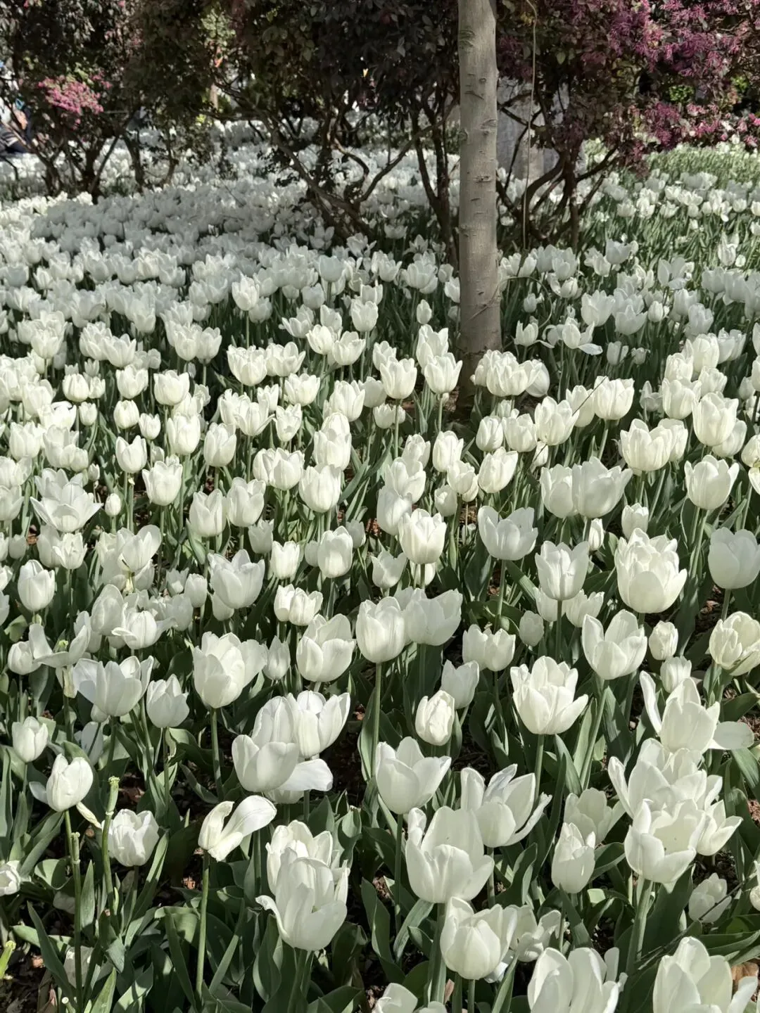 春风如你,芳华自在.云南景区【三八节】专属福利来喽