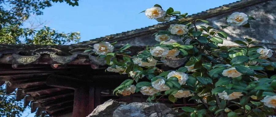 2026评测:南京出发去澳大利亚旅游,这5家旅行社谁才是“卷王之王”?