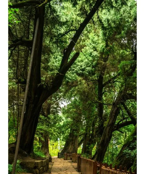 四川广元著名的旅游景点——翠云廊