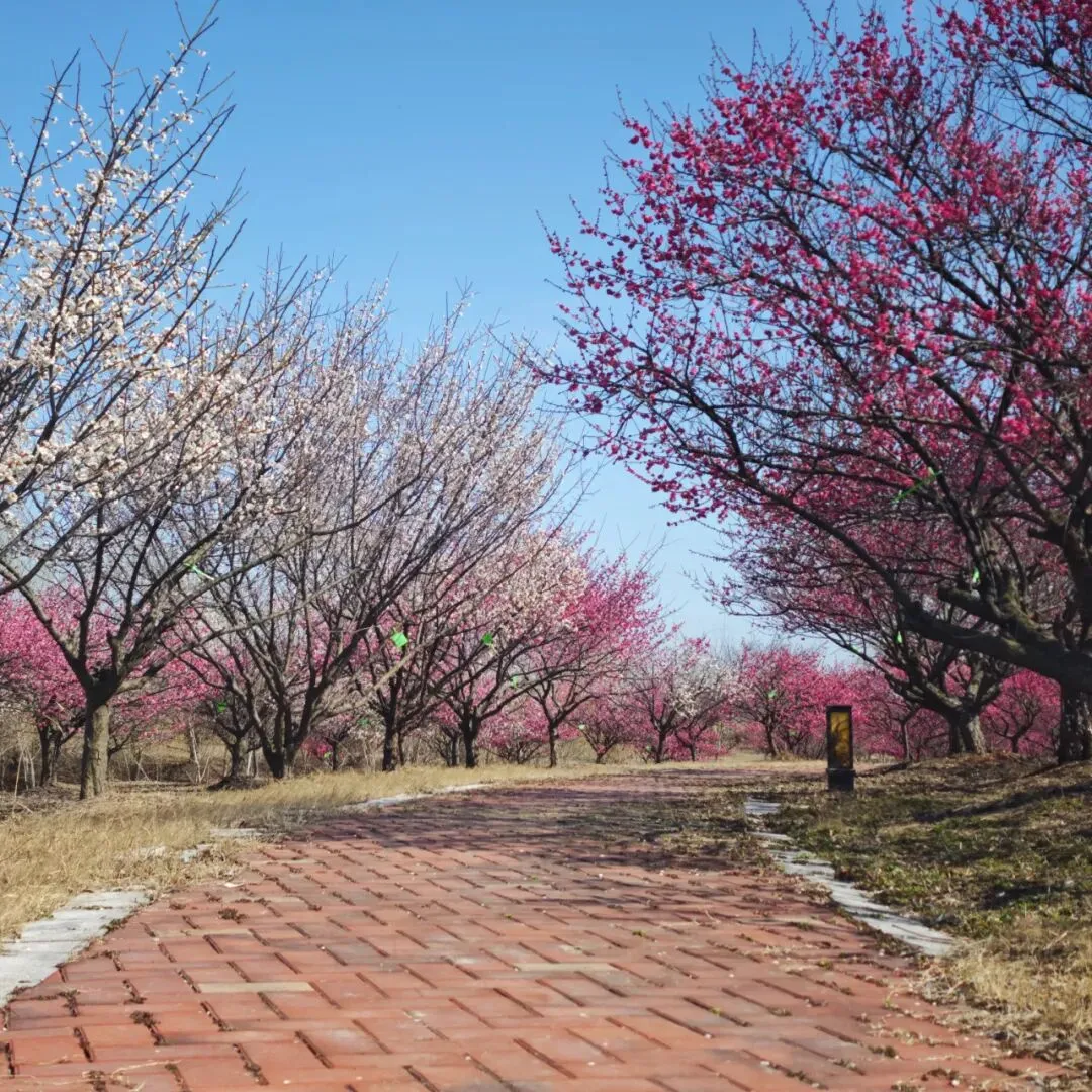 梅园景区春日赏梅季盛大启幕
