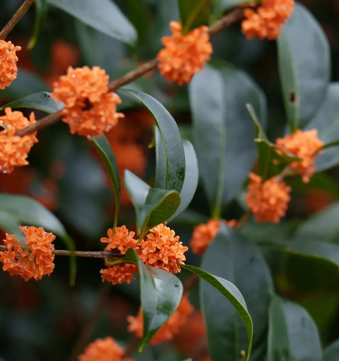 尚田景区|假期最后一天,赴一场绝美调色盘般的尚田秋之约