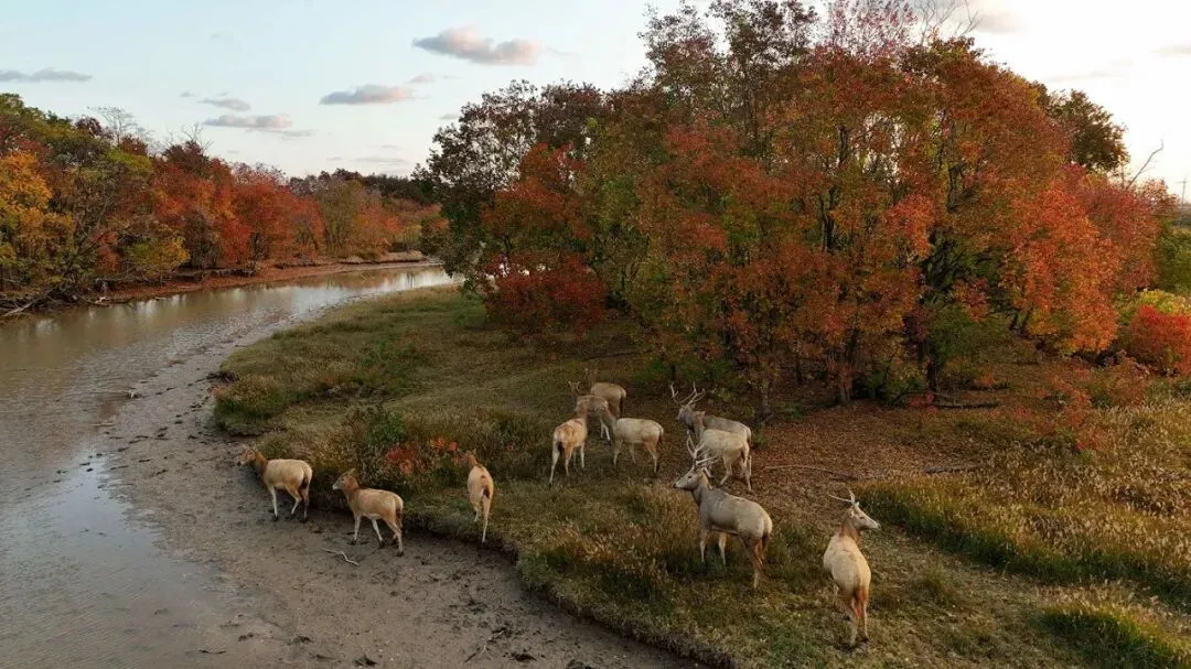 国家5A级旅游景区篇(八十八)| 江苏省——盐城市中华麋鹿园