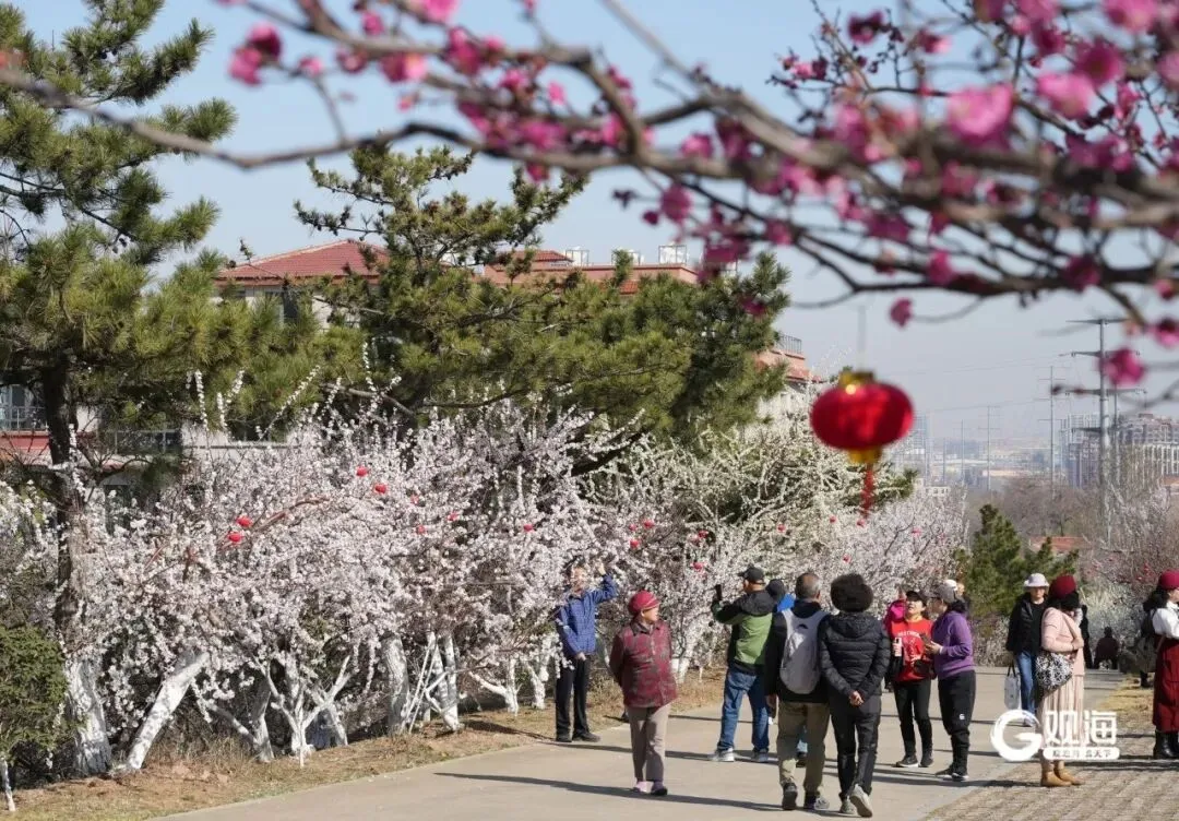 终于又到这个时候!青岛这个景区即将迎来颜值巅峰,去过的都拿着手机拍拍拍……