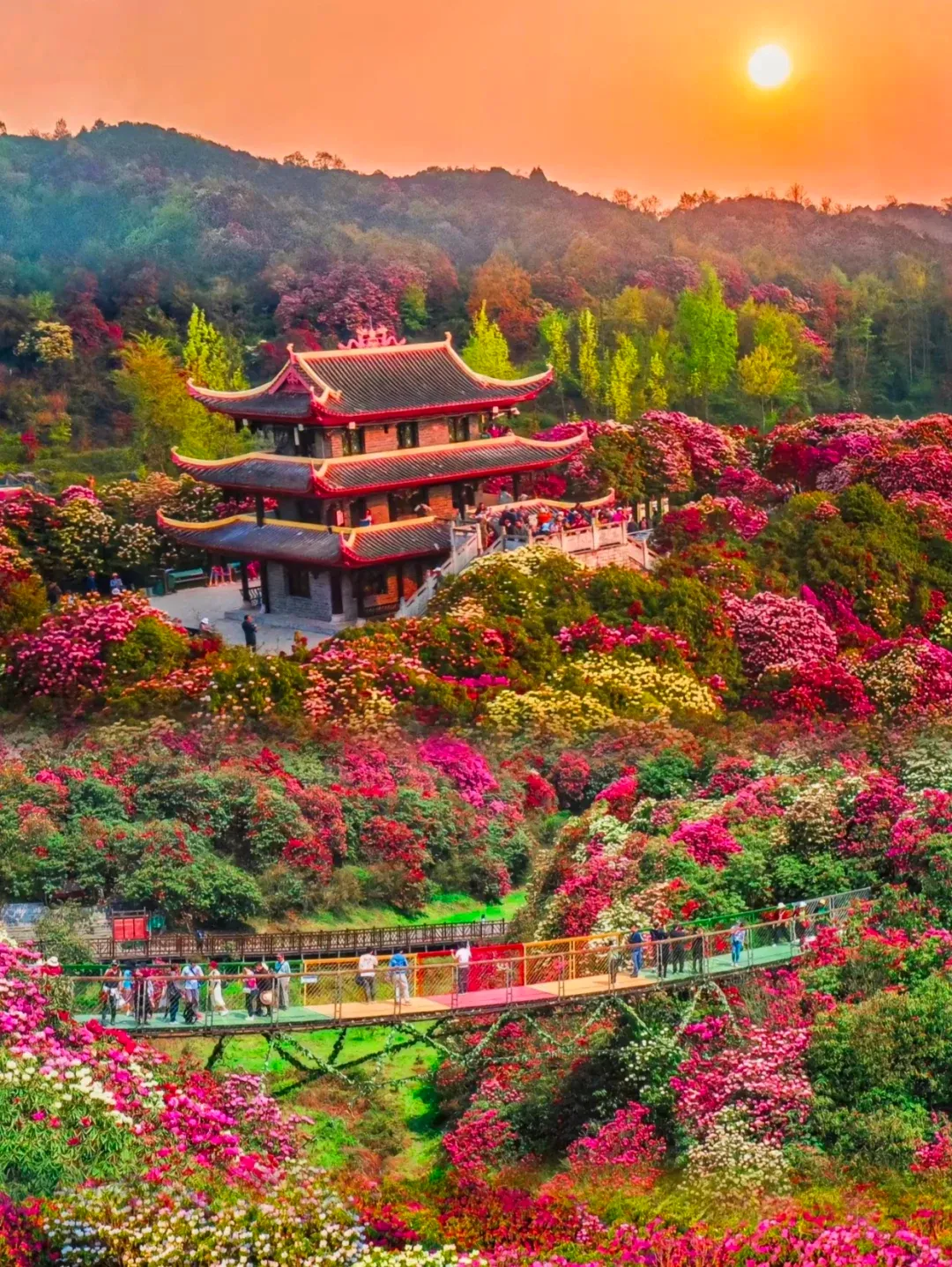 景区|毕节百里杜鹃·世界上最大天然花园