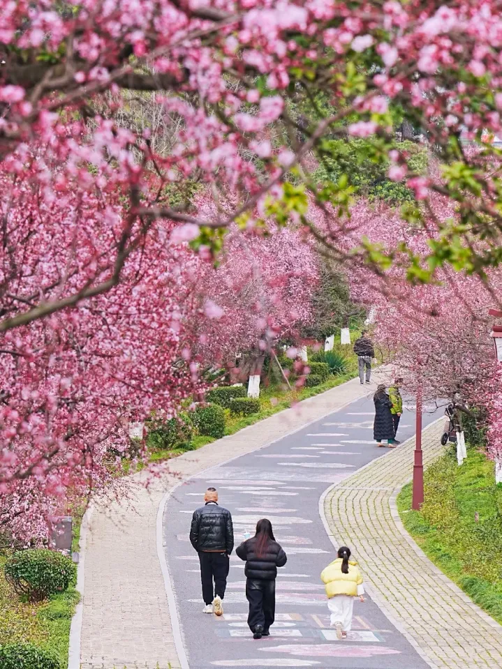 春风如你 熠熠芳华|超山景区&塘栖古镇邀您一起赏春天