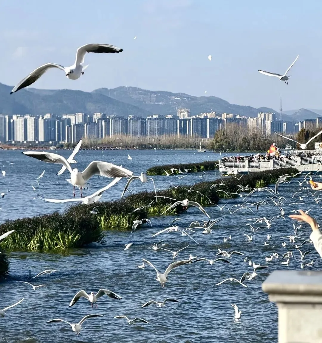 昆明春日限定·十大必打卡景点攻略