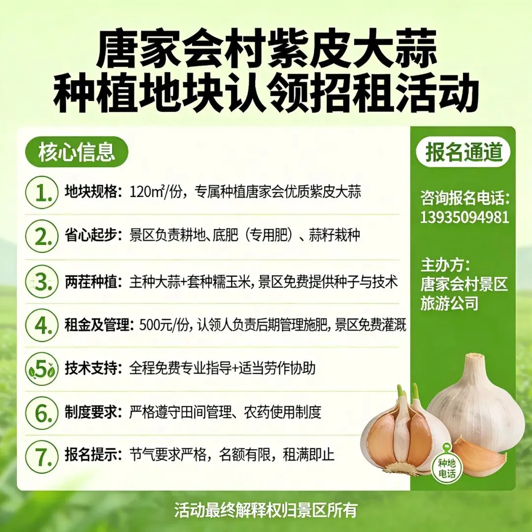 惊爆!500元当“地主”!唐家会景区紫皮大蒜农场火爆认领,手慢无!