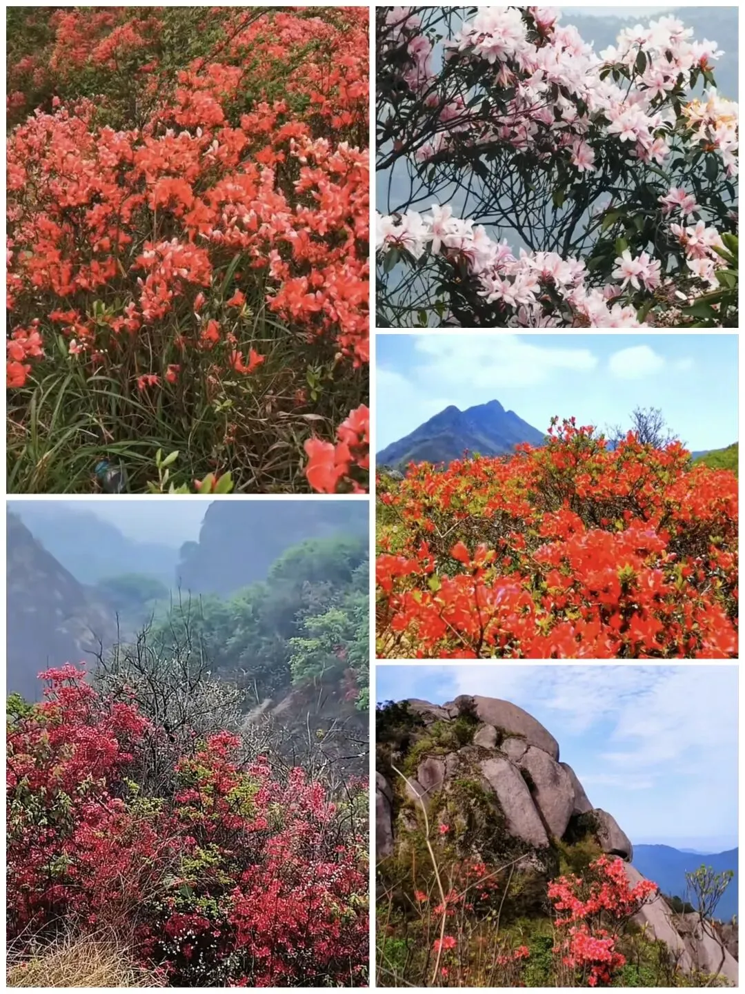 广东这6大冷门观赏高山野杜鹃的免费景点,人少景美,看看你去过哪些?