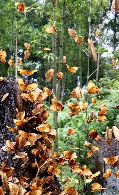 金平县必去十大旅游景点,红河好玩的地方全在这里!