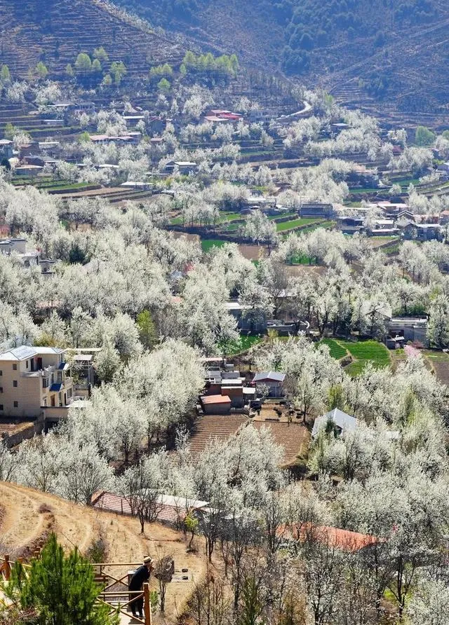收藏!超全林芝5处深度赏花景点,绝对值回票价!