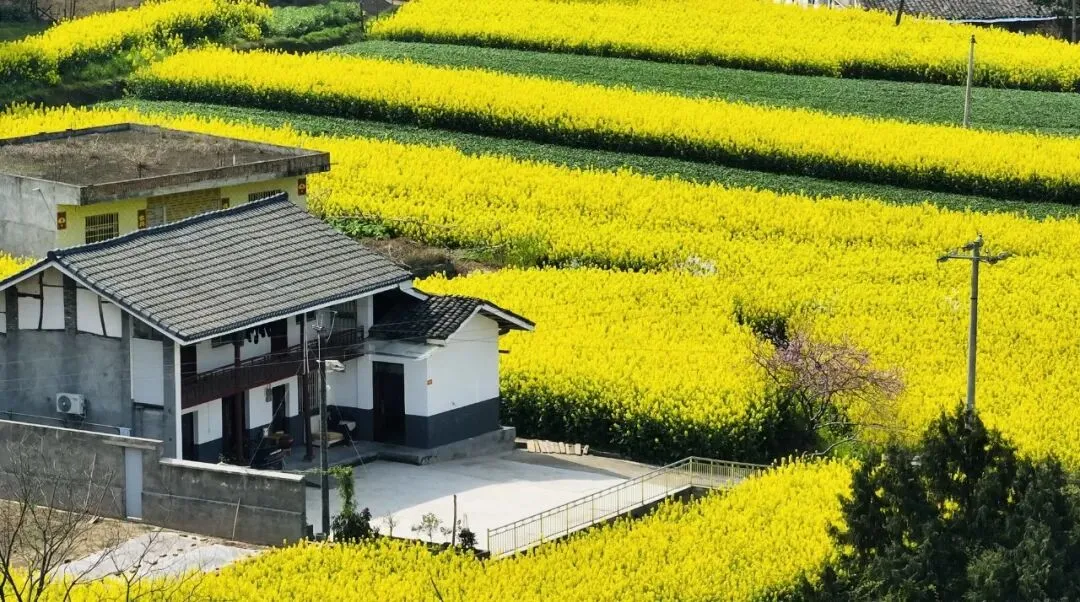 油菜花开啦!邀您来文同诗竹园景区赴一场花海与露营的春日之约