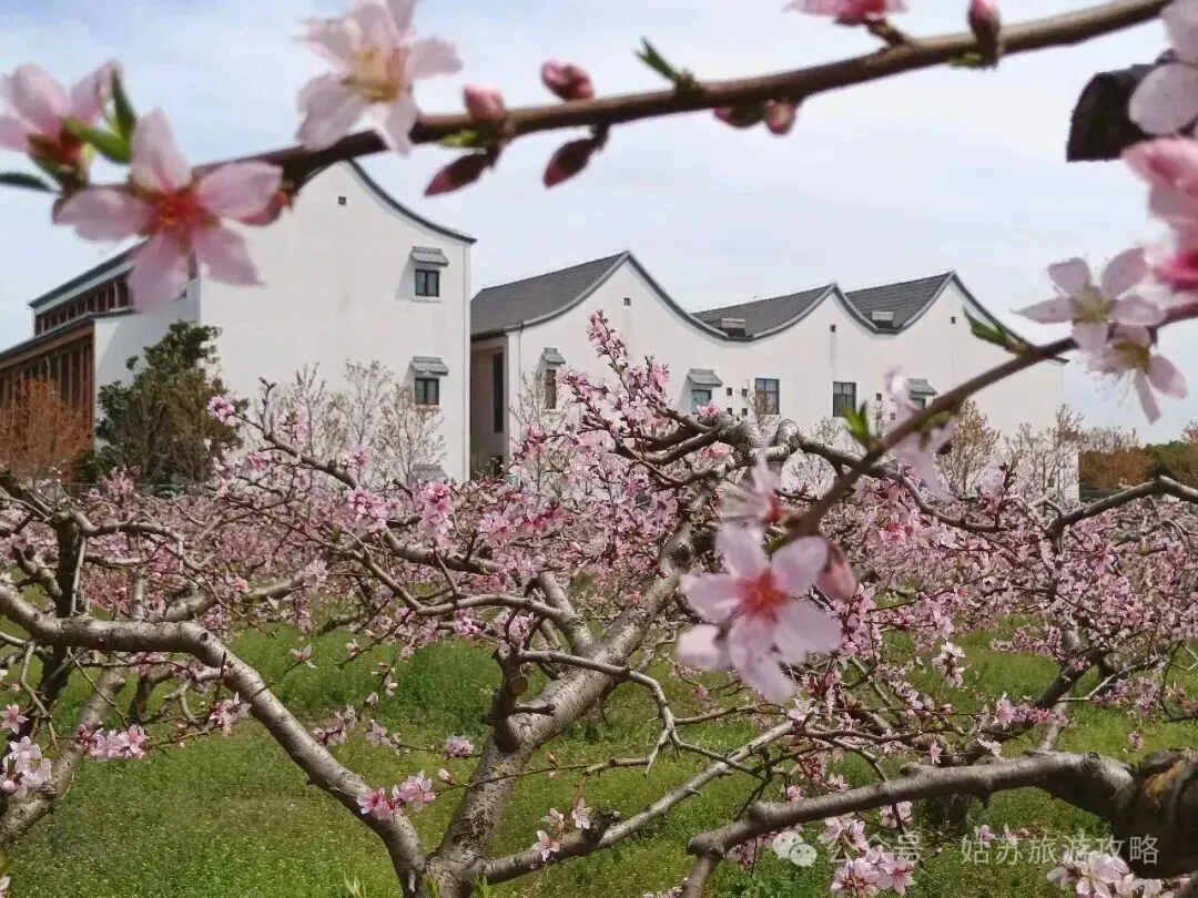 苏州赏花推荐:冯梦龙景区·桃花