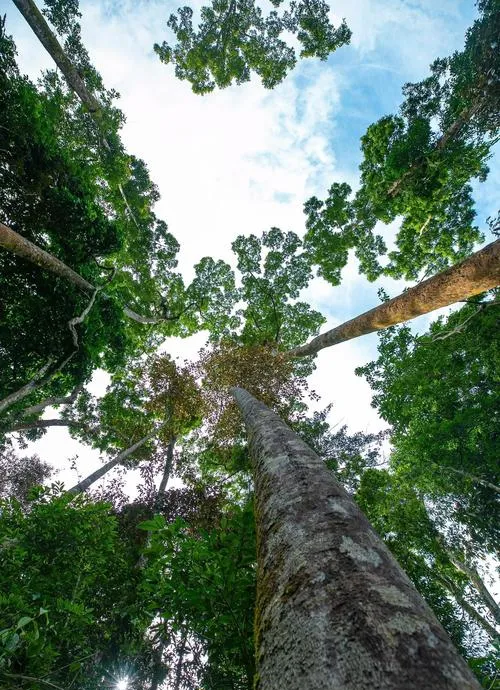 西双版纳著名的旅游景点——望天树
