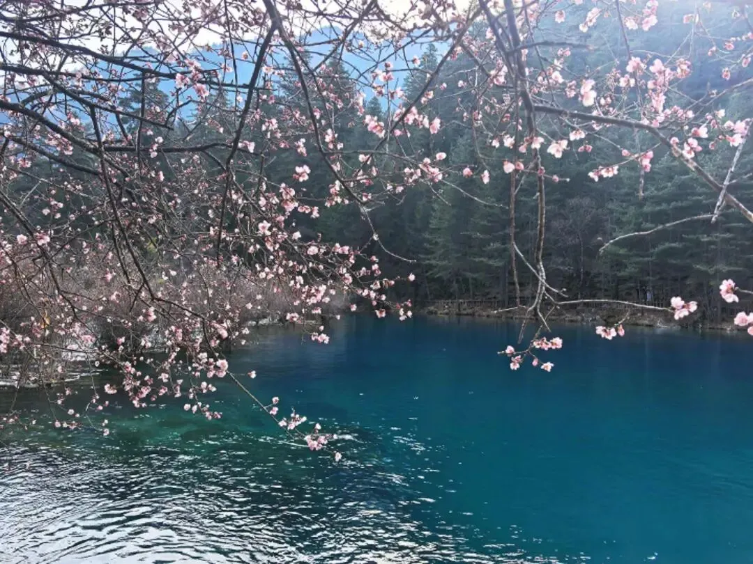 早上进景区红火大太阳(春天),午饭后就下小雨了(夏天),四点钟左右开始下大雪了(冬天),今天九寨沟气候变化真无常