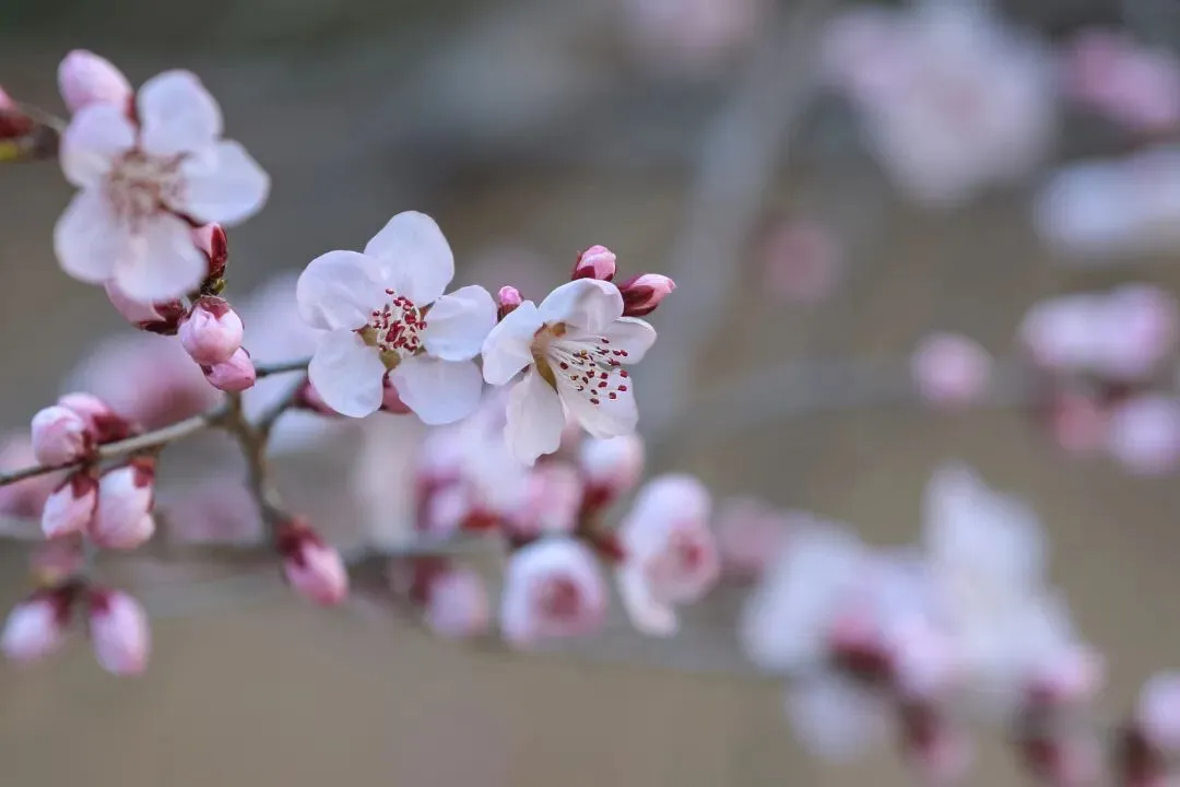 山桃花这时候拍最美,最佳取景点已选好!
