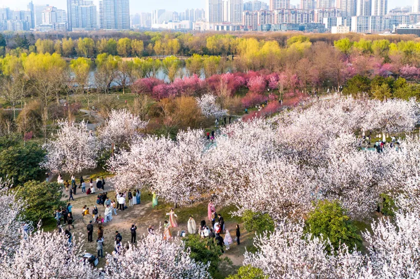 西安“最良心”5A景点走红,红梅、杏花、山桃绽放,堪称西安“最大花海”,地铁直达,免费