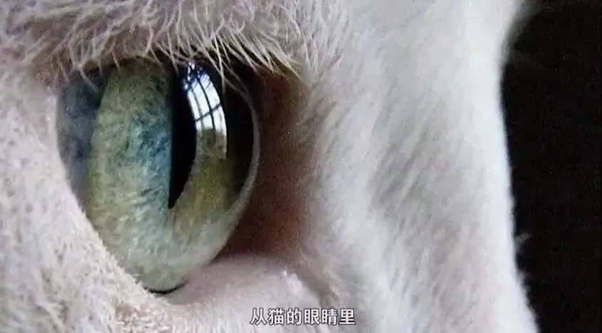 猫的眼睛里,有线索!