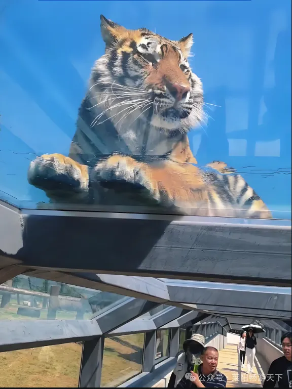 景区政策支持!!3.21 周六 特惠160! 西霞口神雕山野生动物园一日游