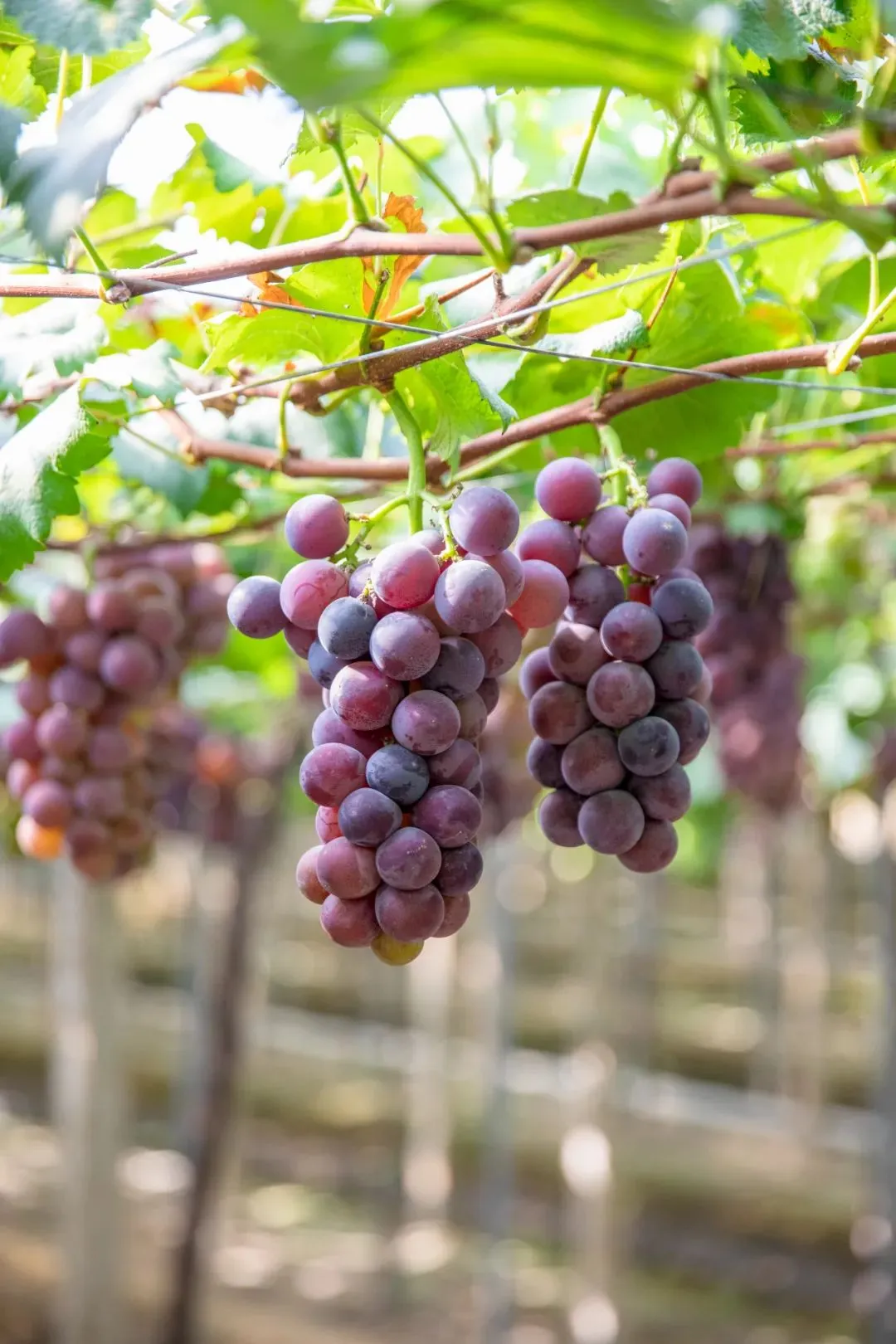 浦江旅游指南 | 一城风动葡萄香