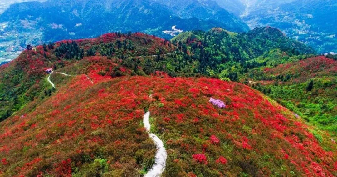 4月2日--8号,王牌贵州.精华景点:百里杜鹃+黄果树+荔波小七孔+西江千户苗寨+镇远古城+梵净山;7天6晚、户外纯玩