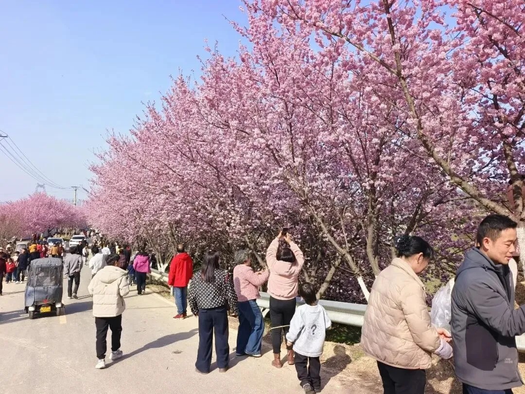 老君山樱花谷景区关于规范秩序与文明游览的通告