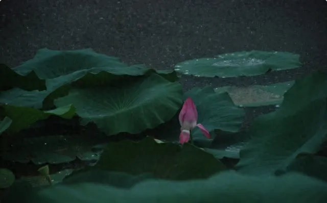 去了趟张家界,真诚建议:别轻易进景区,除非你知道这些窍门