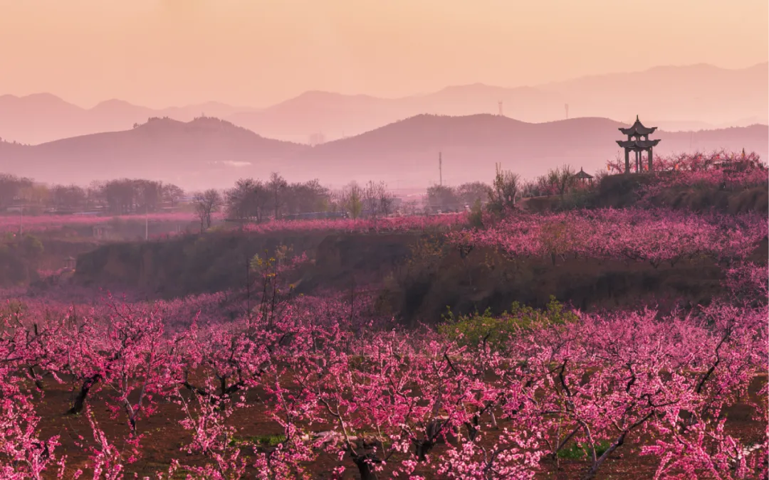 诚邀全国创作者共绘桃文化!桃木旅游商品创新设计大赛作品征集全面启动
