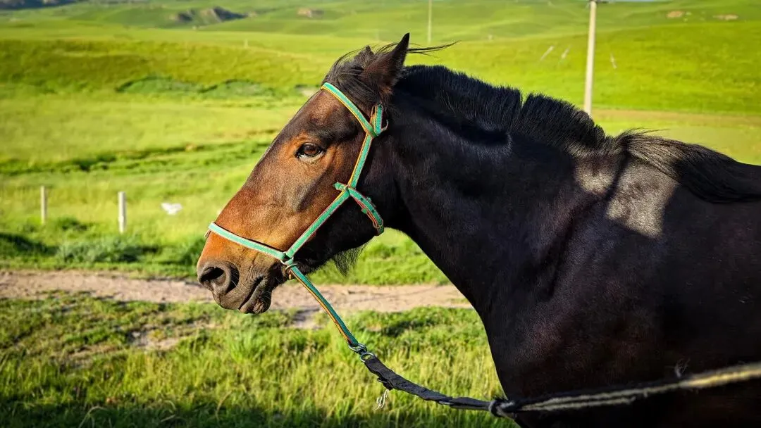西北小包团游玩路线推荐,西北大环线丹霞攻略