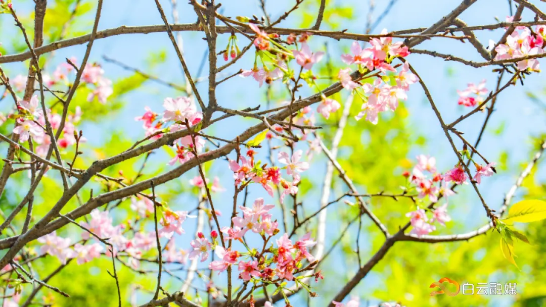 广州樱花开啦!好靓!好靓!大部分景点都免费!