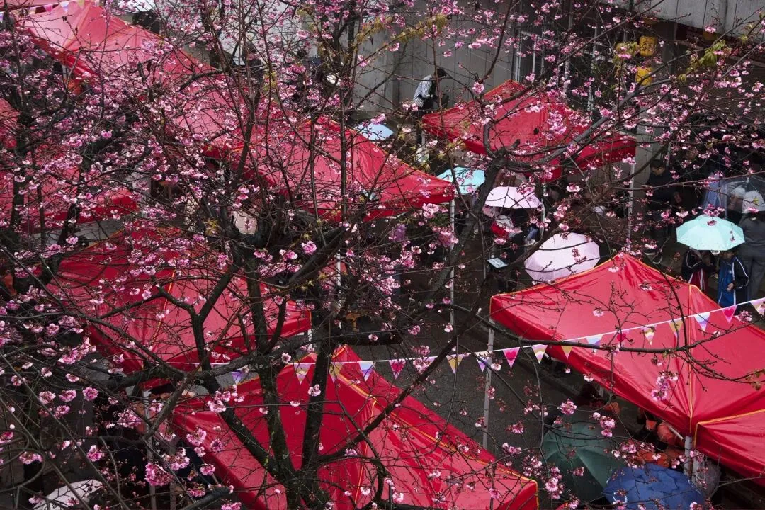 鲁掌镇第九届刀山火海•樱花旅游季采风作品选