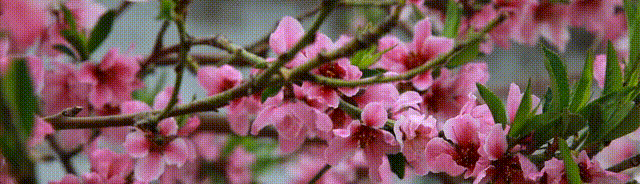 第九师白杨市纠治旅游行业导游乱象、强制消费等问题的公告