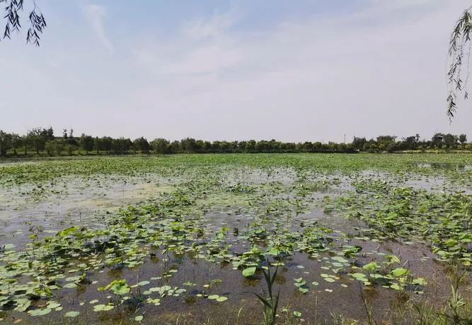 滨州博兴县旅游攻略必去十大景点推荐,一日游好玩的地方全在这里!