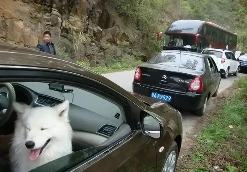 带狗狗旅行需要哪些准备?最全攻略来了!