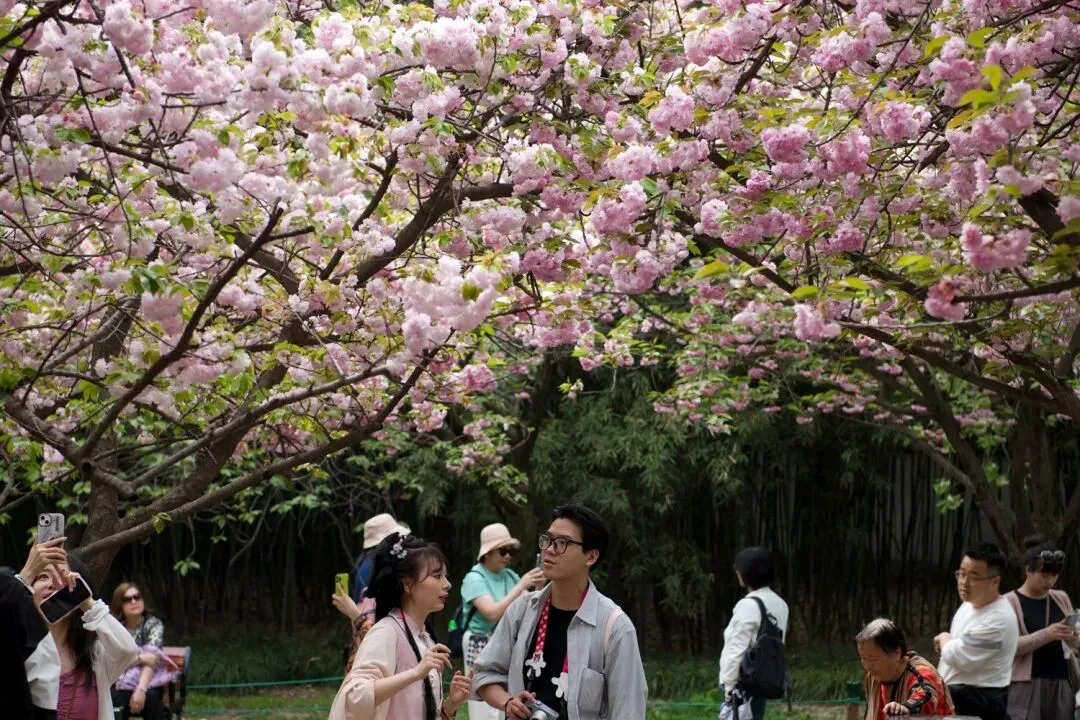 西安春季旅游攻略|3-4月赴长安,赴一场花香与千年的约会