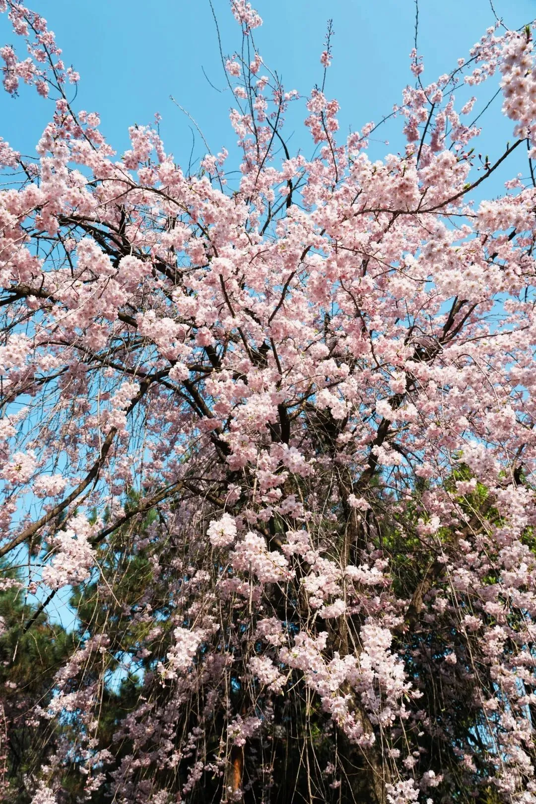 樱花绽放季,西安市青龙寺遗址景区门票预约攻略~门票放票日历|开放时间