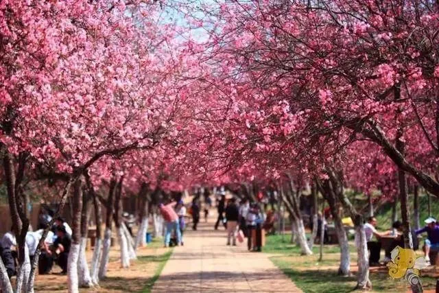 广州从化 • 天适樱花悠乐园春游赏花旅行攻略|邂逅粉色浪漫:交通、花期、游玩路线与拍照打卡全指南
