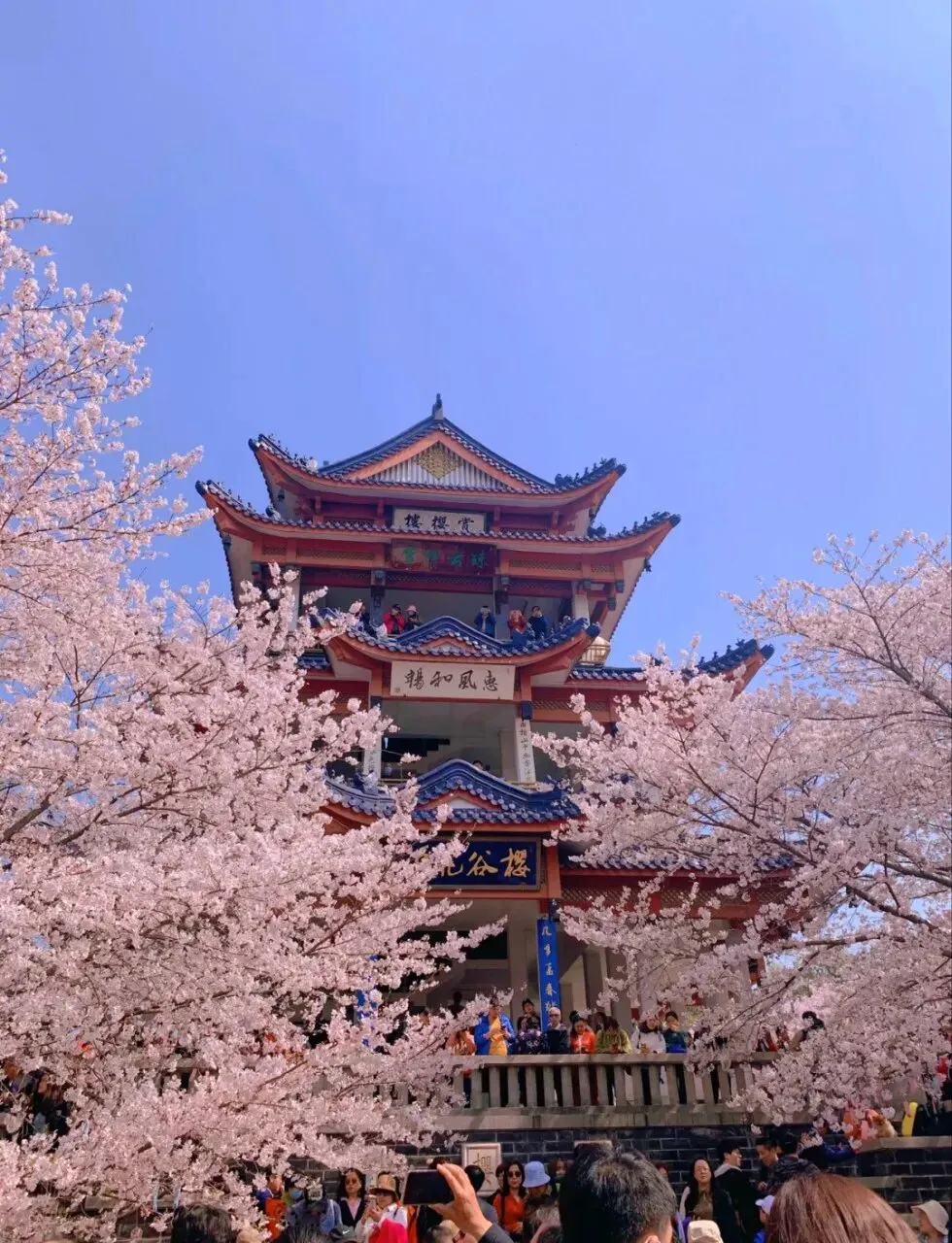 收藏!这份3-4月旅行指南,5个目的地承包你的春天!春光正好,说走就走!美到足以装满你的眼睛和相机!