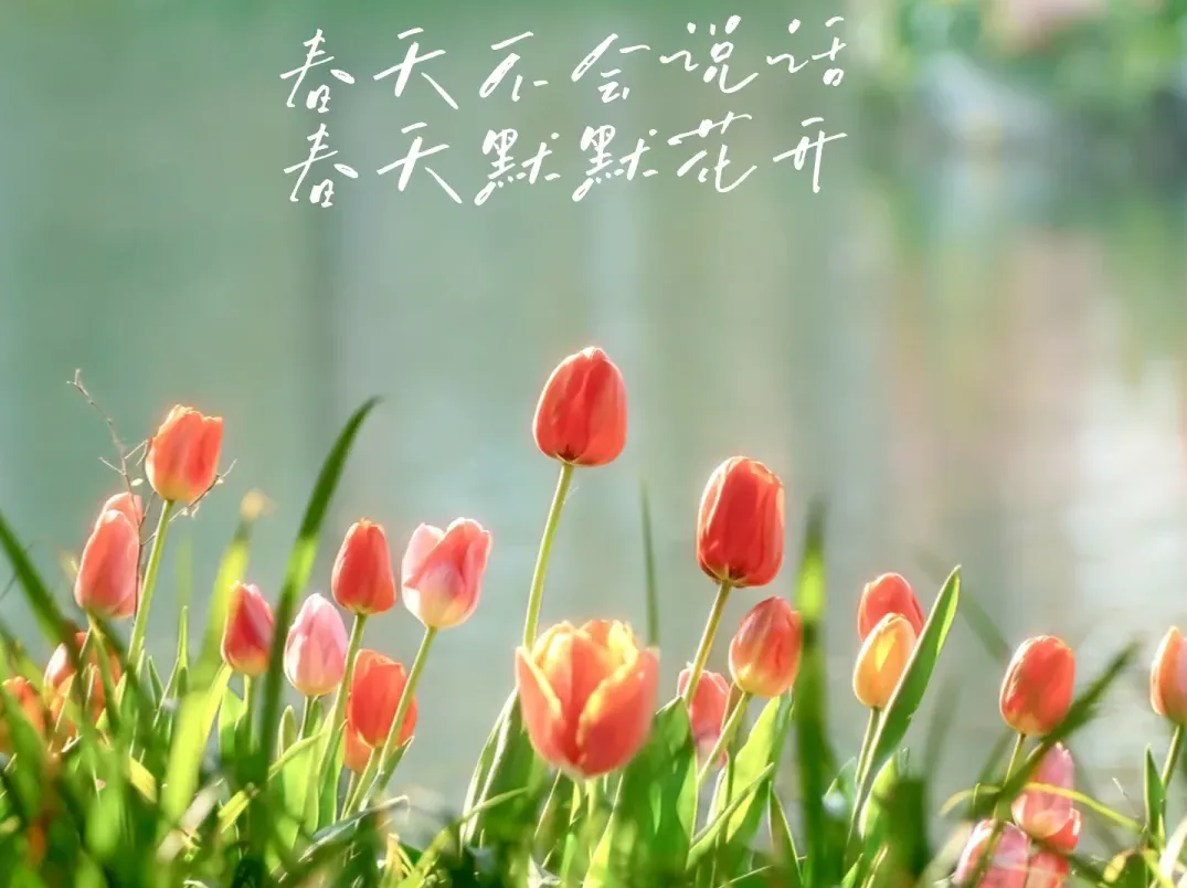 杭州太子湾旅游攻略|40万株郁金香+樱花,解锁现实版莫奈花园