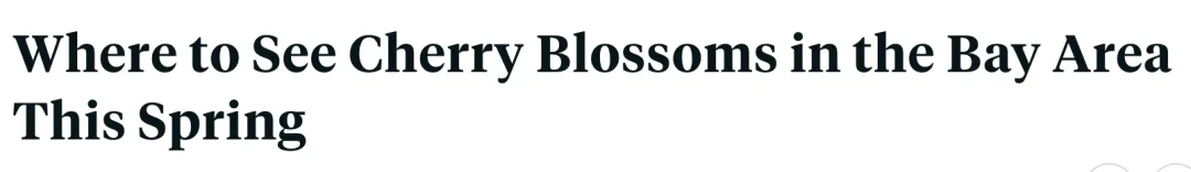 2026旧金山湾区樱花季全攻略,赏樱地图+游玩指南!粉色的春天太美啦!