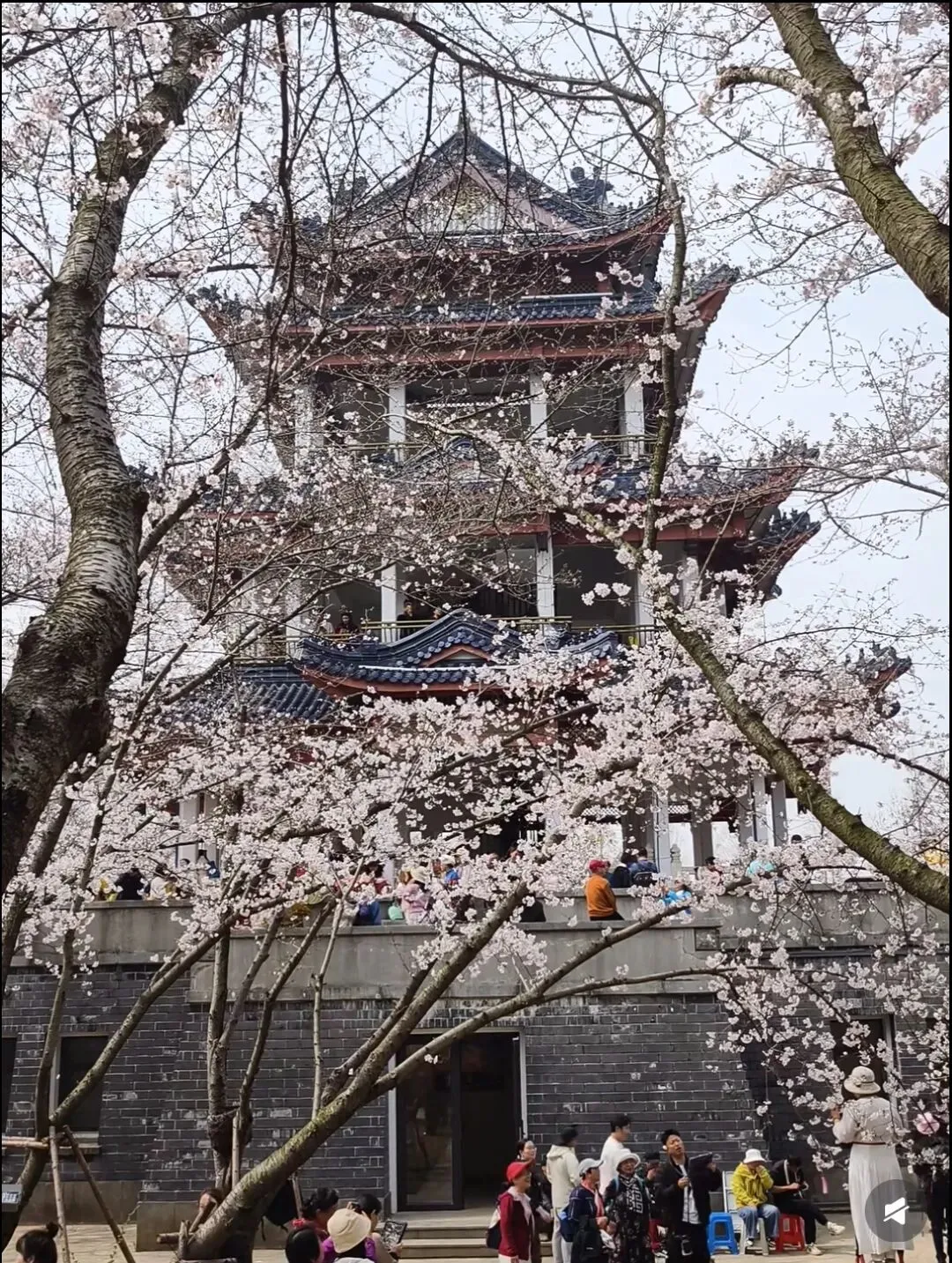 3月25日无锡鼋头渚现状赏樱游玩停车路线全攻略