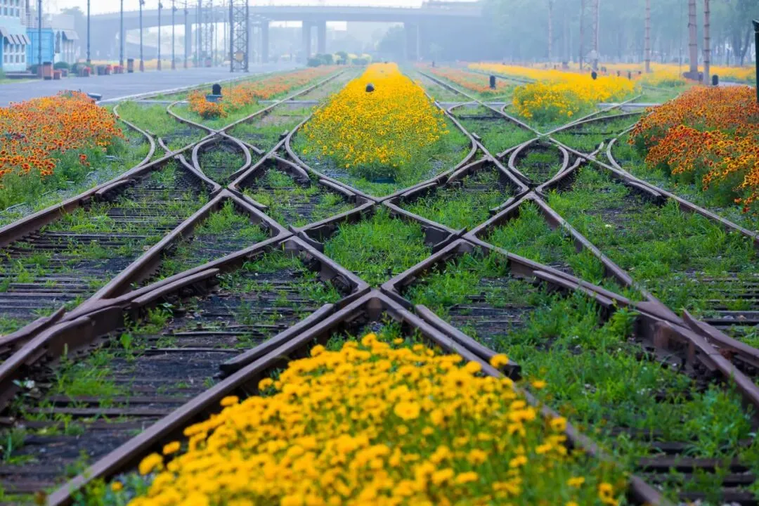 秦皇岛国际旅游港2026年春日赏花指南