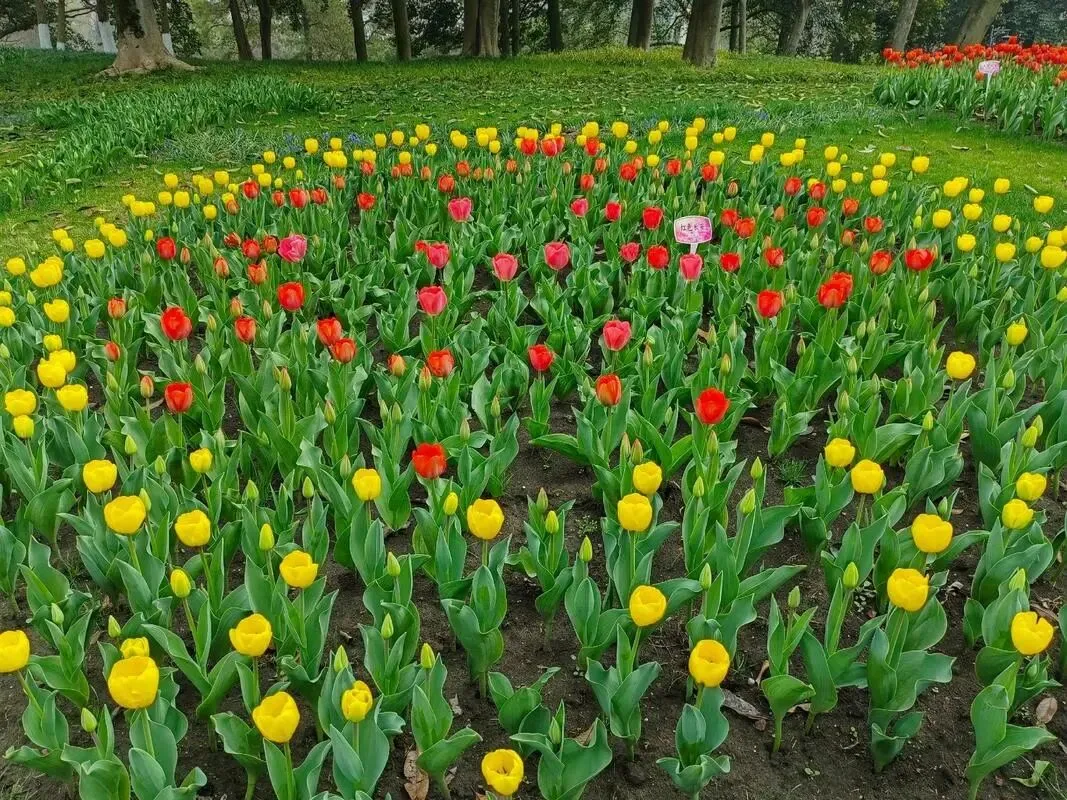 3-4月别辜负春光!这份全国春日游玩攻略收好,赏花吃鲜一站式搞定