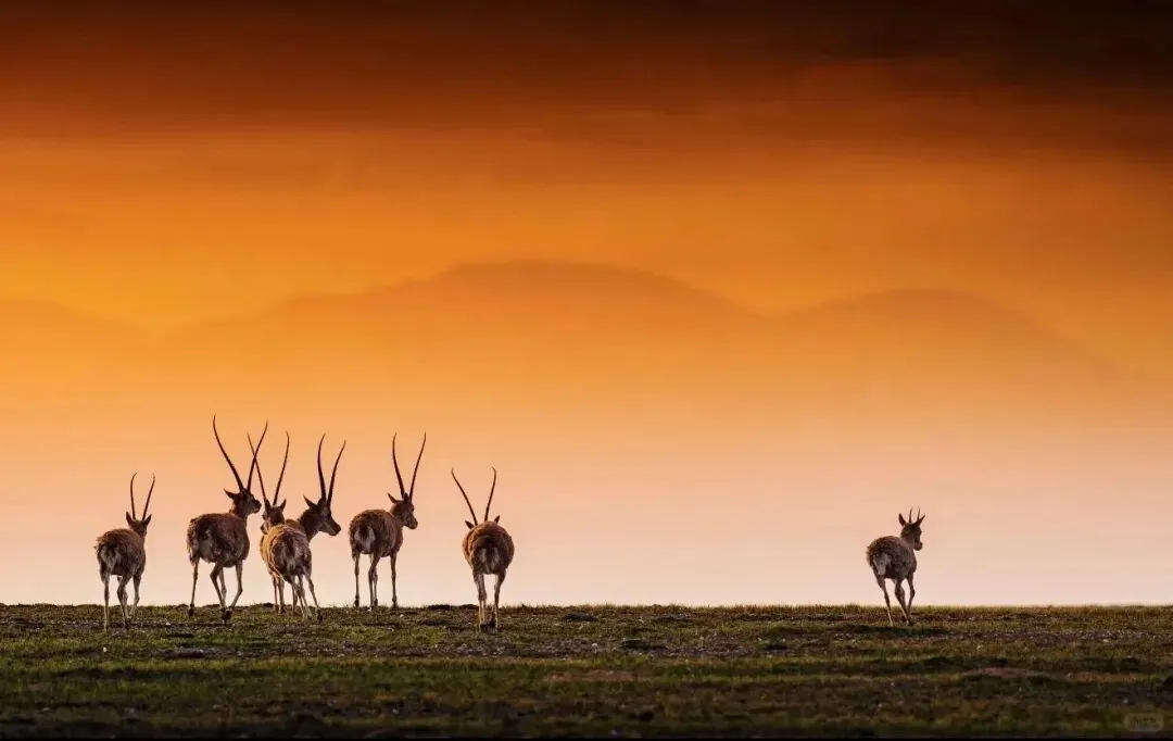暑假毕业旅行首选!七彩丹霞深度游,西北大环线8天7晚跟团全