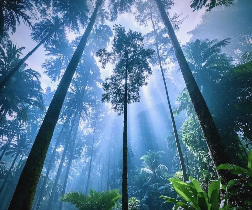 云南西双版纳|自由行全攻略,必玩打卡,一篇全搞定!