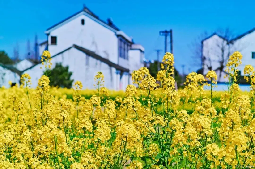 自驾必冲!4月江浙沪最美油菜花村路线,车窗外就是一幅水彩画!