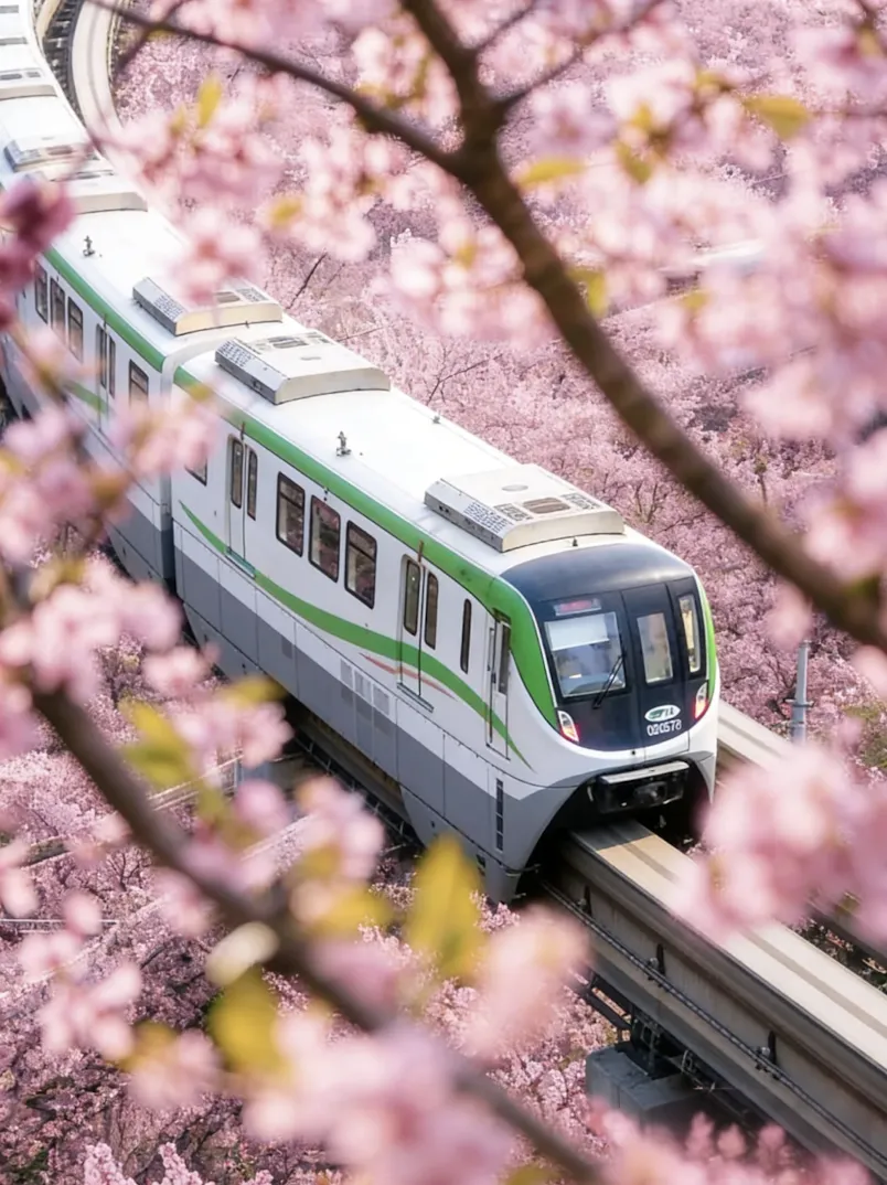 重庆旅游攻略|“开往春天的列车”进入最佳观赏期!佛图关美人梅花海全玩法