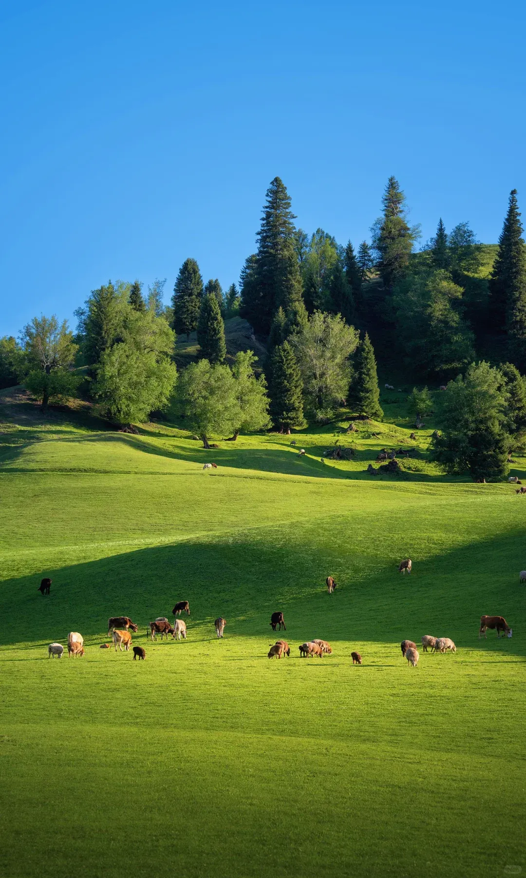2026夏季新疆旅行指南:在20℃的草原与翡翠湖畔,赴一场山海之约