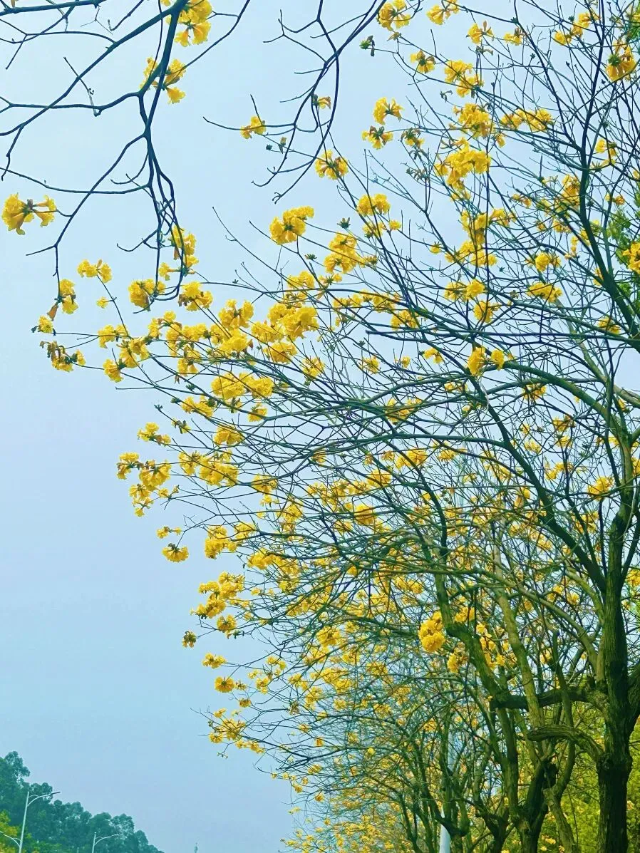满屏鎏金,一路繁花!滨海春日游玩攻略请收好